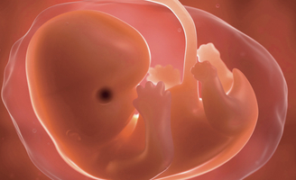 Du divorce au partage d’embryon congelé : la logique de la culture de mort