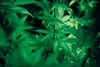 Légaliser le cannabis ? Une mauvaise idée. La preuve par le Canada