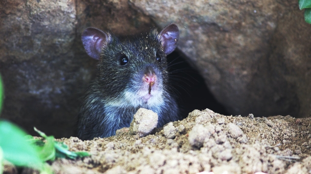 Paris : Anne Hidalgo va créer un comité pour étudier la “cohabitation” avec les rats ; la maire-adjointe EELV chargée de la santé salue l’initiative