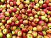 Poissons, pommes... Ces importations qui bénéficient de normes plus coulantes que les produits français